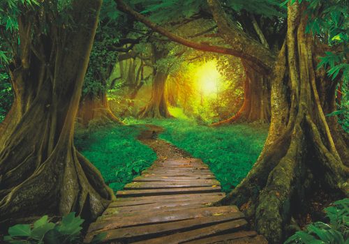 Fotótapéta  Wooden Pathway in the Asian Jungle Forest, 312 x 219 cm