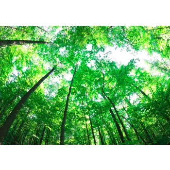 Fotótapéta Lush Green Forest, 368 x 254 cm
