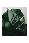 Fotótapéta monstera levél - 225x270 - cm