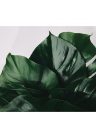 Fotótapéta monstera levél - 300x270 - cm