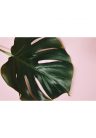 Fotótapéta monstera levél - 150x100 -