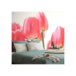 Fotótapéta piros mezei tulipán - 375x250 -