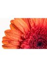 Fotótapéta narancssárga gerbera víz csepekkel - 300x200 -