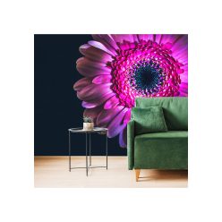 Fotótapéta lila gerbera - 300x200 -