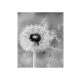 Fotótapéta varázslatos pitypang fekete fehérben - 225x270 - cm