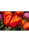 Fotótapéta csodás tulipánok - 225x150 -