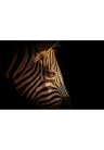 Fotótapéta egy zebra portréja - 150x100 -