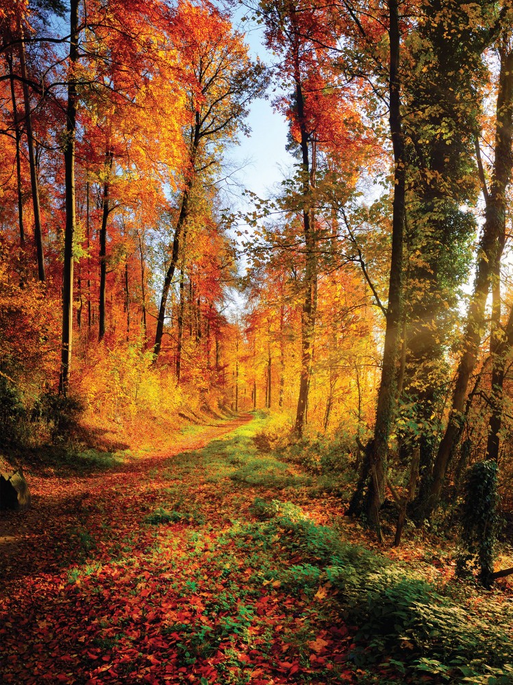Őszi erdő poszter, fotótapéta, Vlies (206x275 cm, álló)