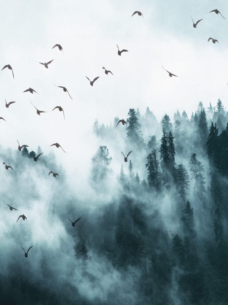 Ködös erdő poszter, fotótapéta, Vlies (206x275 cm, álló)