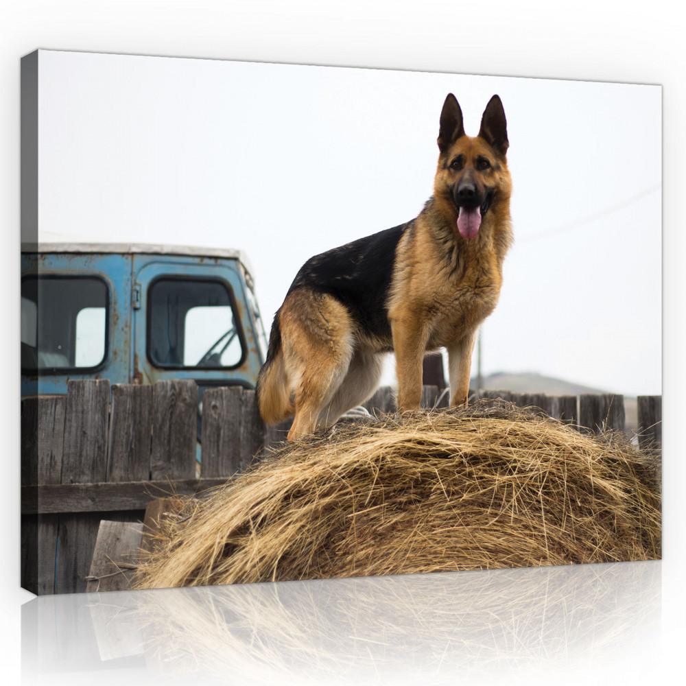 Vászonkép, Német juhász kutya, 60x40 cm méretben