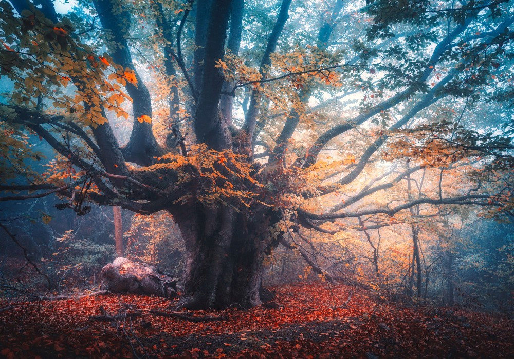 Fotótapéta Old Magical Tree, 416 x 254 cm